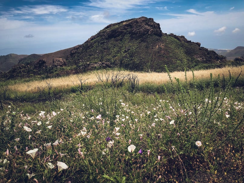 Remote Mountain Meadow in the Santa Monica Mountains